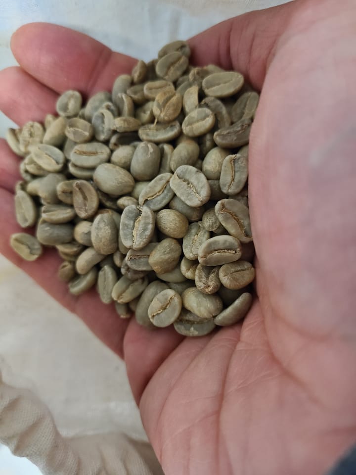 Best Green Coffee Beans for Beginning Roasters: A Complete Guide (2024)